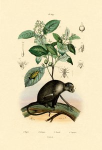Araignée sauteuse, 1833-39 - French School